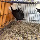 حمام للبيع كلها اناثي