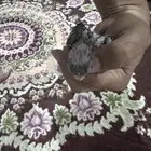 كروان فروخه غر