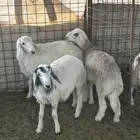 خرفان حريه