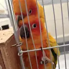 زوج صن كنيور محلل