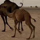 حشي لا بيع تره سميان