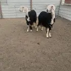 رخال نجد صنف