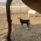 للبيع جفره حوا