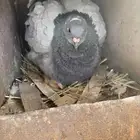 حمام فرنسي ( تم البيع )