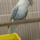 روز انث اللون ازرق فاتح