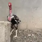 ديك باكستاني