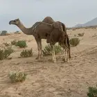 خلفه ساحليه ( تم البيع )