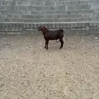 مشروع فحل أجم ادهم صنف