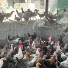 دجاج ألوان مميزة وكمية ممتازة للمربين قريب التبييض