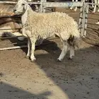 ثنيه حري