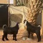 تيس عارضي