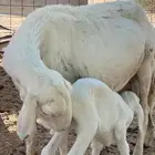 نعجه مها رخل