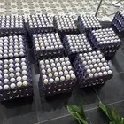 بيض بلدي مخصب على الشرط