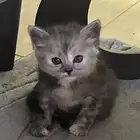 قطه صغيره للبيع