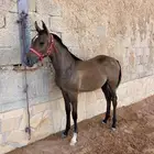 للبيع مهره واهو