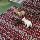 ماعز قزم تم البيع تم البيع