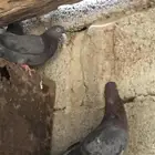 حمام قطايف