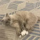 قط للتبني
