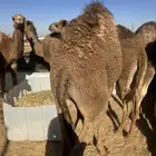 حشو طيب سمان
