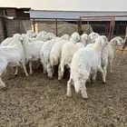 طليان طيبه بالحيل