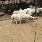خرفان العدد 20