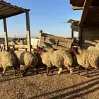 جذعات نعيم دفيع واصل