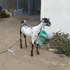 مشروع فحل بيشي امرخ