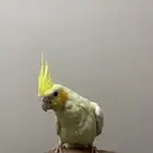 كروان لاتينو عيون حمراء (تم البيع)