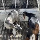 ماعز للبيع( تم البيع)
