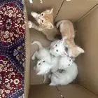 قطط تبني