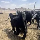 تيوس طيبه ومراح نظيف