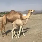 خلفه تحتها قعود