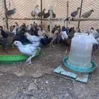 صوص مشكل