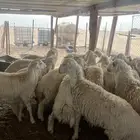 حريات للبيع