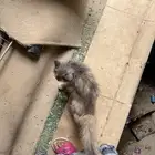 قطة شيرازي