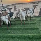 ماعز جنوبي