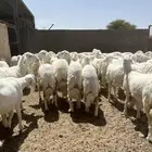 رخال صنف الصنف