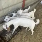 تيوس