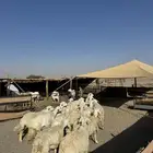 حريات صنف ومقاني