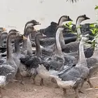 العفجه