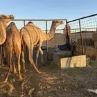 بكار 4