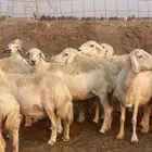 غنم حريات حرش مراح ولد ودفيع غنم كفووو ماشاءالله