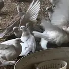 قماري هولندي