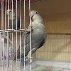 زوج روز اليف