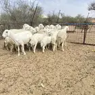 خلفات طيبه