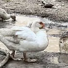 بط مصري للبيع