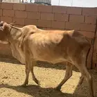 بقرة طيبة