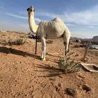 بكره