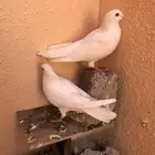 البيع حمام فرنسي لحم