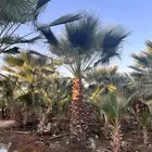 توريد النخل واشنطن زينه وعربي
